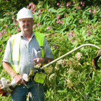 Himalayan Balsam